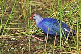 Gray-headed Swamphen